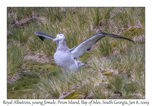Royal Albatross, young female
