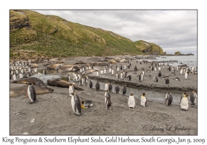 King Penguins & Southern Elephant Seals