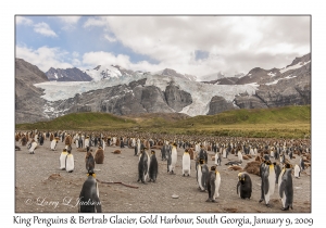 Bertrab Glacier& King Penguins