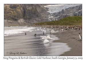 King Penguins & Bertrab Glacier
