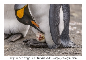 King Penguin & egg