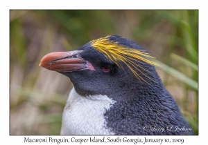 Macaroni Penguin
