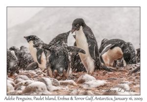 Adelie Penguins & juveniles