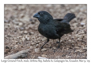Large Ground Finch, male
