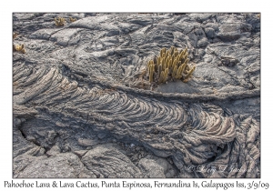 Pahoehoe Lava & Lava Cactus