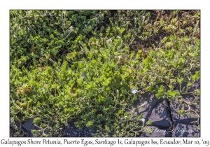 Galapagos Shore Petunia