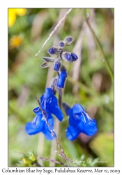 Columbian Blue Ivy Sage