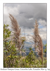 Andean Pampas Grass