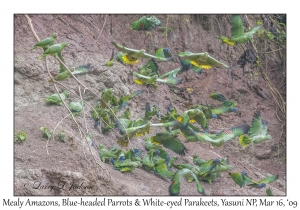 Mealy Amazons, Blue-headed  Parrots & White-eyed Parakeets