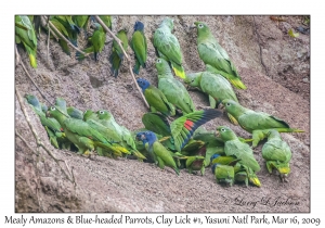 Mealy Amazons & Blue-headed Parrots
