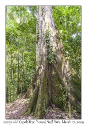 200 year old Kapok Tree