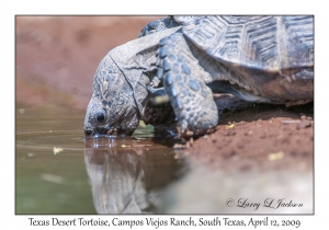 Texas Desert Tortoise