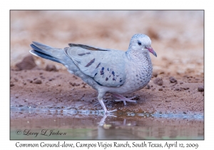 Common Ground-dove