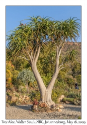 Tree Aloe