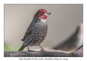 Red-headed Finch, male