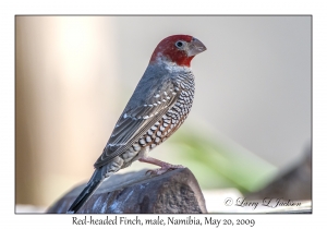 Red-headed Finch, male