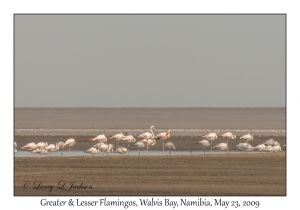 Greater & Lesser Flamingos