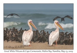 Great White Pelicans & Cape Cormorants