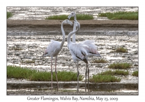 Greater Flamingos