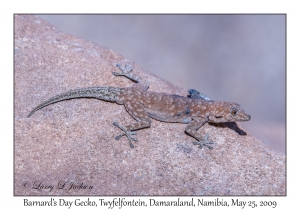 Barnard's Day Gecko