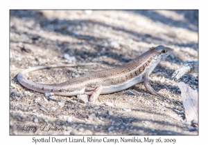 Spotted Desert Lizard