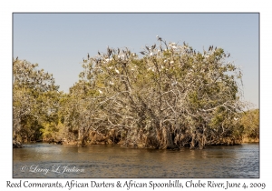 Reed Cormorants, African Darters & African Spoonbills