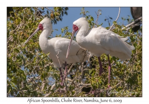 African Spoonbills