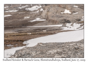 Svalbard Reindeer & Barnacle Geese