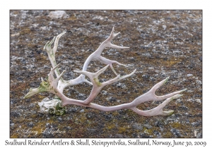 Svalbard Reindeer Antlers & Skull