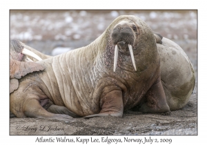 Atlantic Walrus