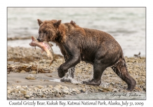 Coastal Grizzly Bear & Chum Salmon