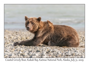 Coastal Grizzly Bear