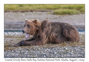 Coastal Grizzly Bear