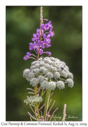 Cow Parsnip & Common Fireweed