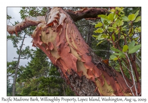 Pacific Madrone Bark