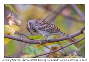 Chipping Sparrow