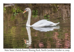 Mute Swan