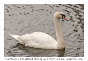 Mute Swan