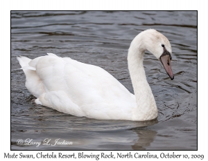 Mute Swan