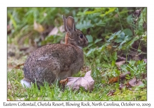 Eastern Cottontail