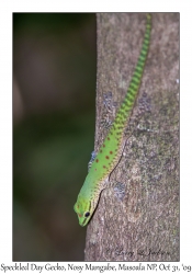 Speckled Day Gecko