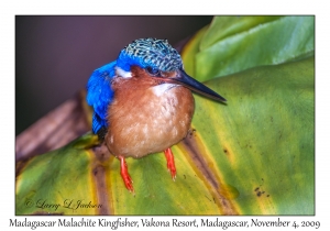 Madagascar Malachite Kingfisher