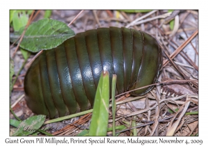 Giant Green Pill Millipede