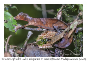 Fantastic Leaf-tailed Gecko