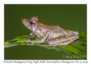 Tschenk's Madagascar Frog