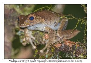 Madagascar Bright-eyed Frog at night