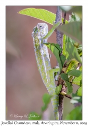 Jewelled Chameleon