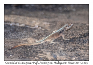Grandidier's Madagascar Swift