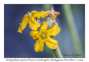 Pachypodium Flowers