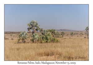 Borassus Palms